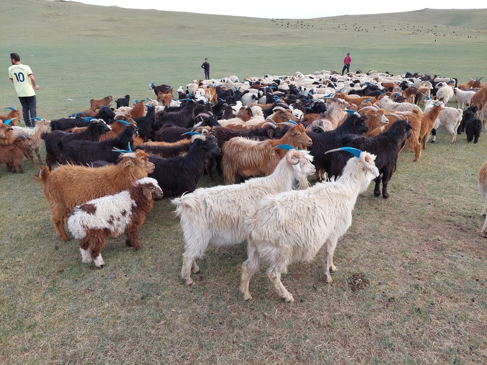 Un troupeau de chèvres debout sur une prairie.