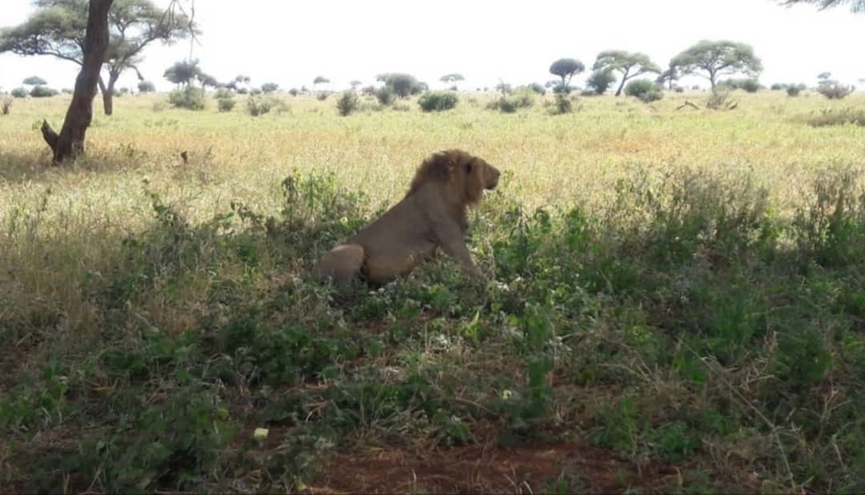 Lone lion in a vast savannah landscape.