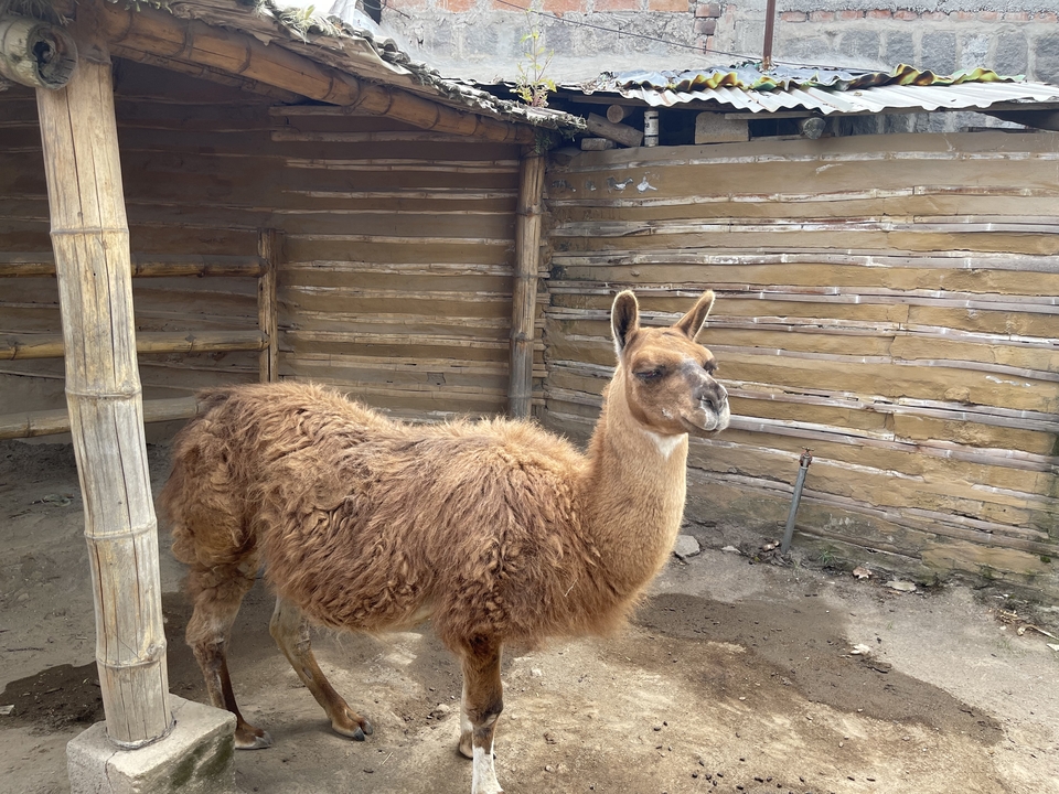Lama dans un enclos en bois