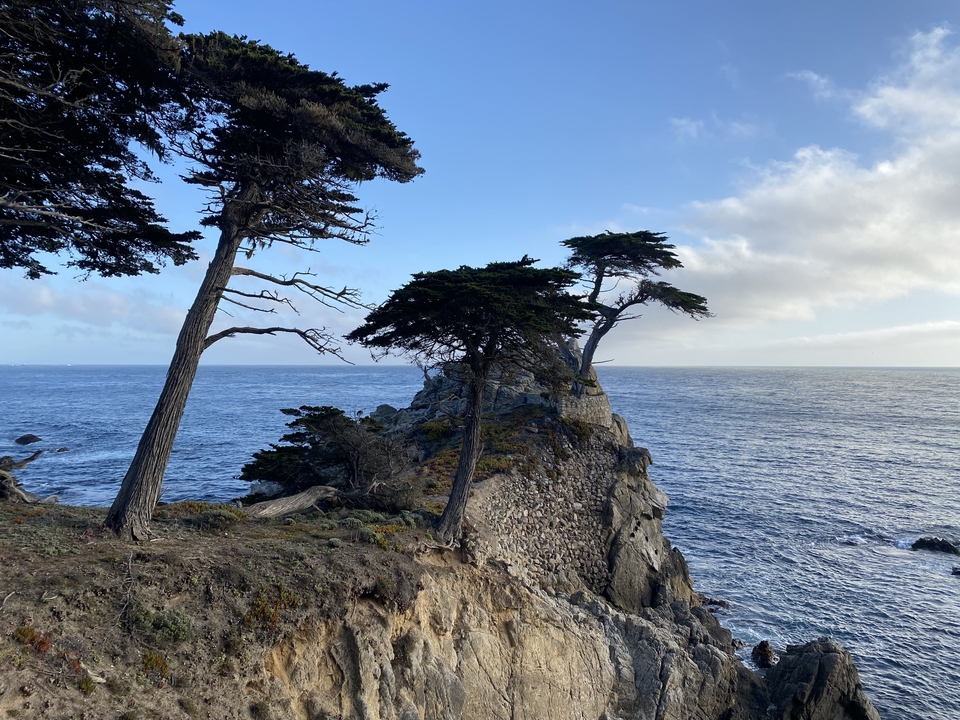 Arbres sur une côte rocheuse avec l'océan en arrière-plan.