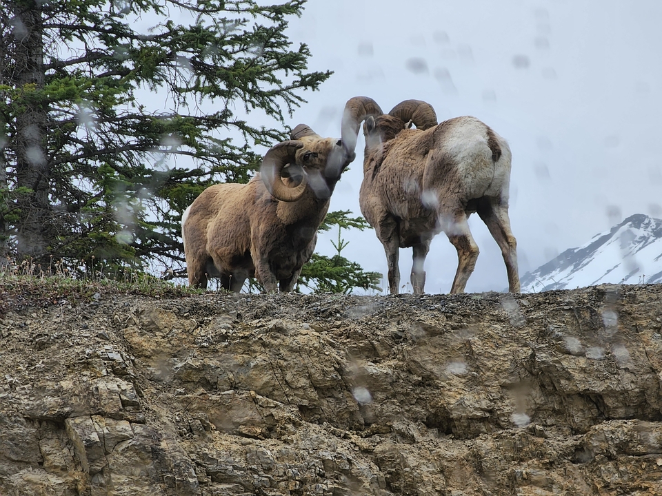 Deux béliers debout sur une falaise rocheuse avec des arbres en arrière-plan.