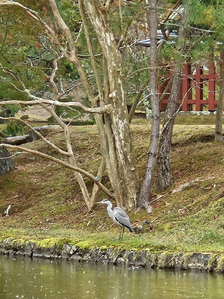 Oiseau se tenant près de l'eau avec des arbres et un reflet.