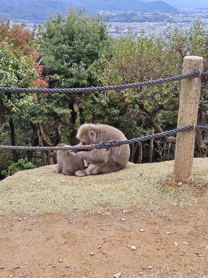 Des singes se reposant près d'une clôture en corde avec une forêt en arrière-plan.
