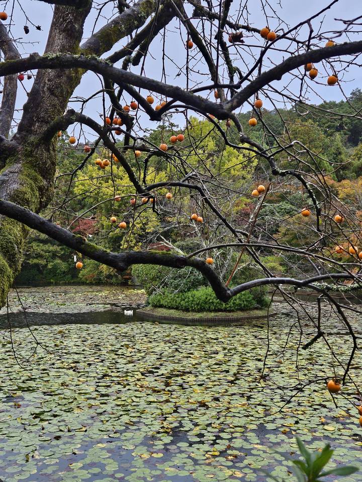Des kakis qui mûrissent et des nénuphars dans un paysage aquatique.
