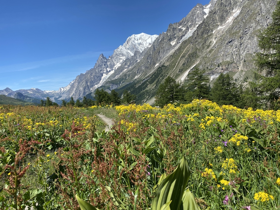 Pré fleuri avec vue sur les montagnes enneigées.