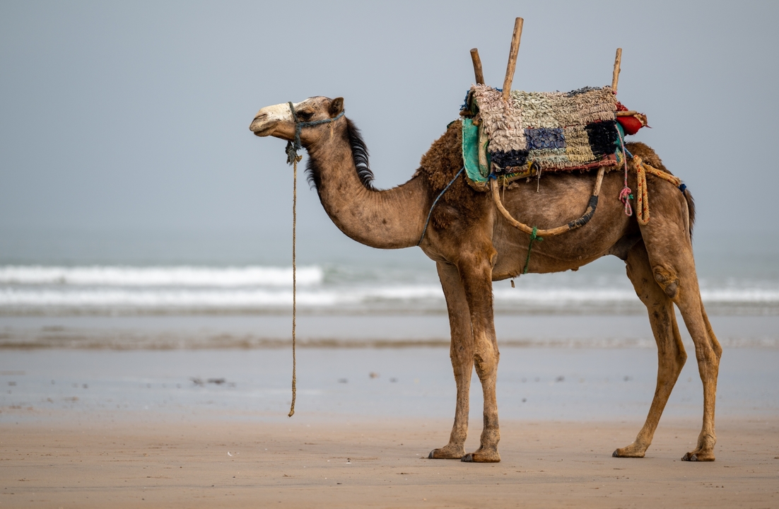 Chameau debout sur la plage avec la mer en arrière-plan.