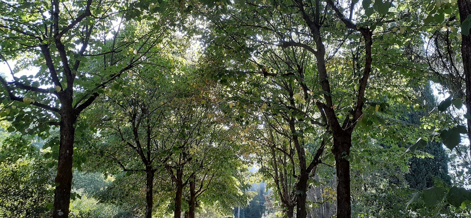 Sentier ensoleillé entouré d'arbres