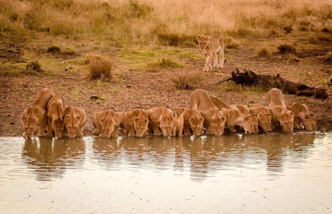 Pride of lions drinking water at a watering hole.