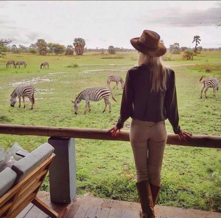 A woman observing zebras grazing in a grassy field.