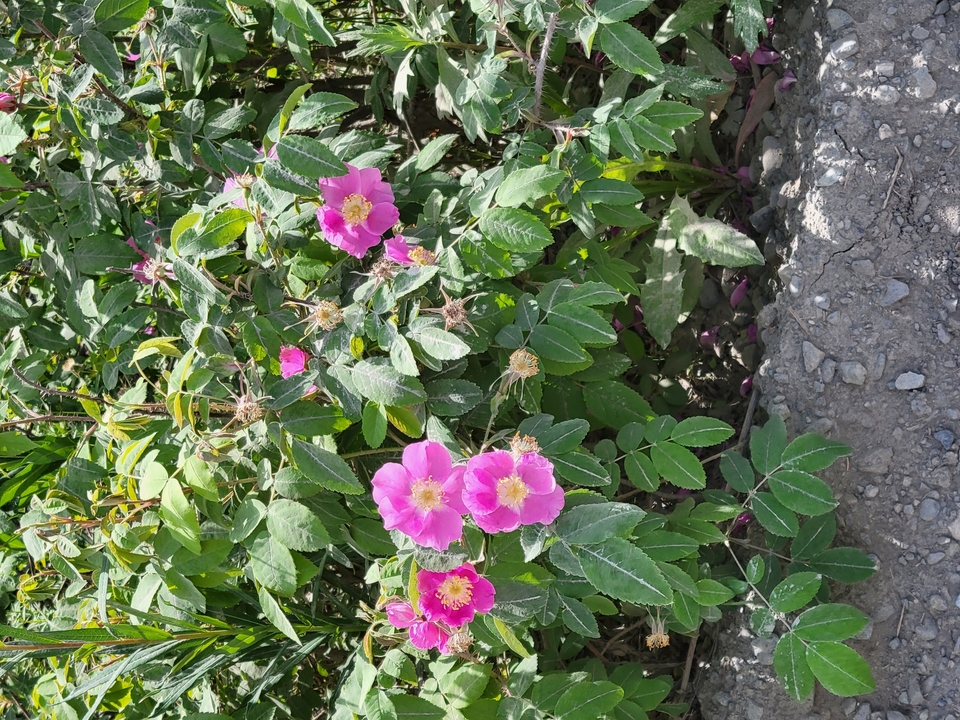 Gros plan de fleurs sauvages roses éclatantes.