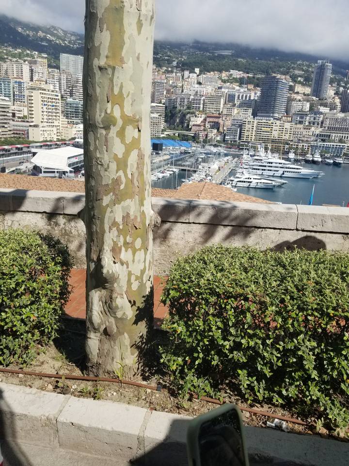 Arbre obstruant partiellement la vue sur une ville et un port.