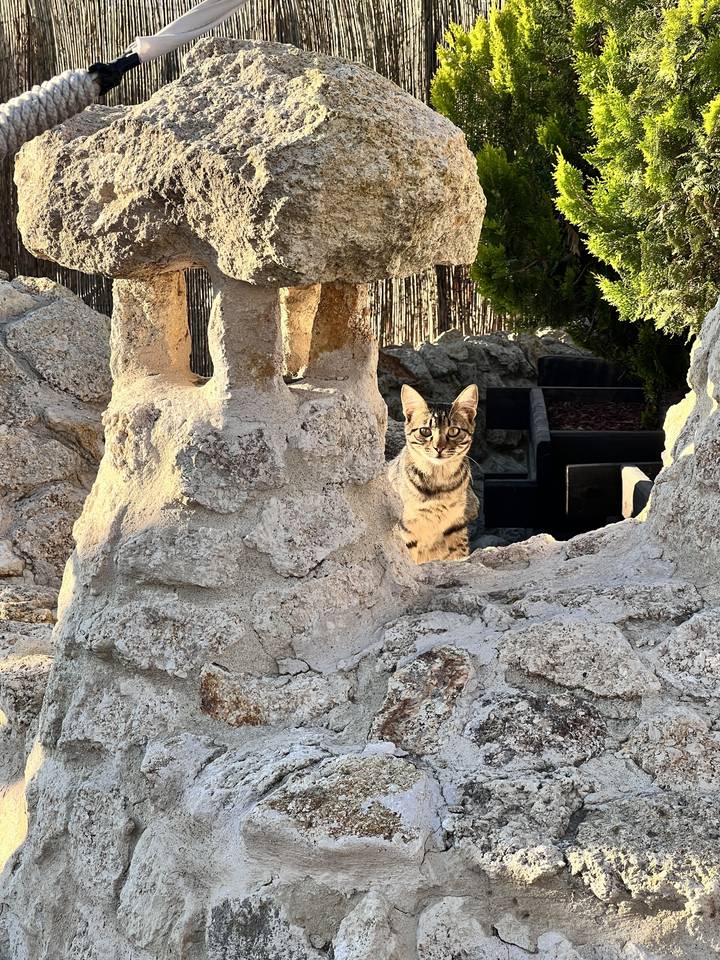 Chat qui jette un coup d'œil à travers un trou dans une structure rocheuse.
