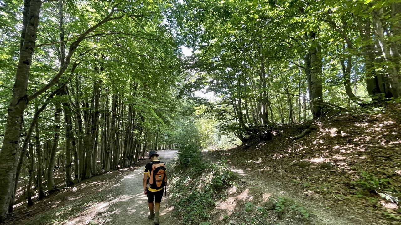 Backpacker walking along a leafy forest trail under tall green trees