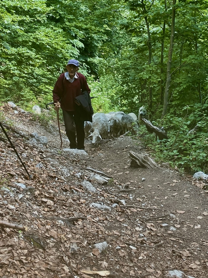 Shepherd guiding a small flock of sheep along a forest trail with walking stick