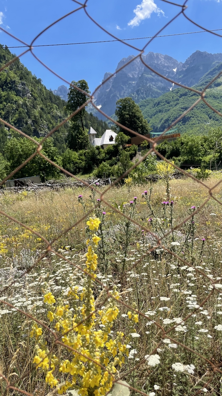 Wildflowers in a grassy field seen through a rusty wire fence with forested hills in the background