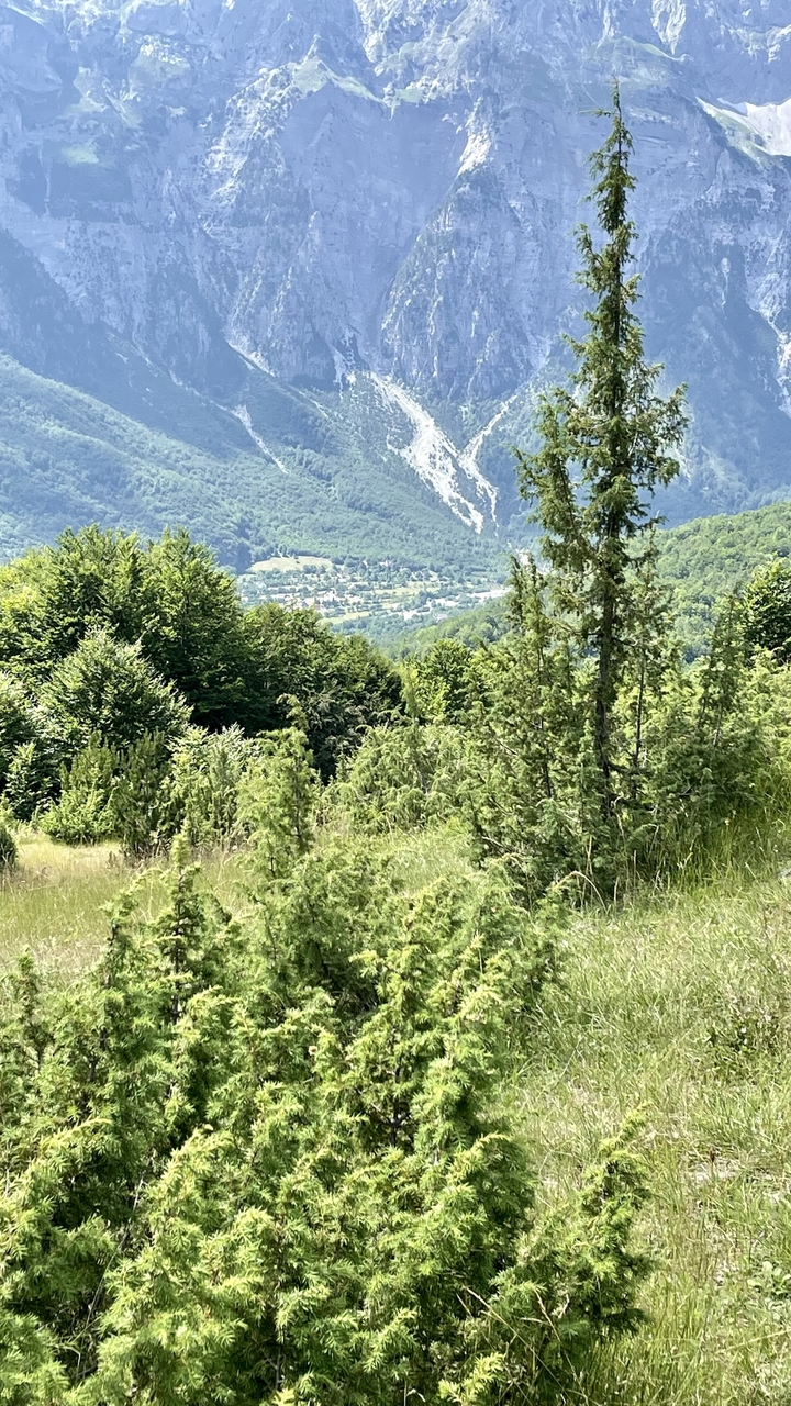 View through dense greenery down to a valley town nestled among mountains