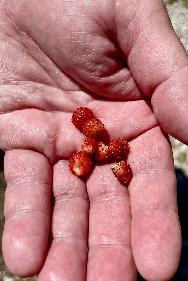 Handful of freshly picked wild strawberries held in a palm