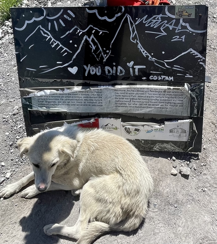Dog resting beside a celebratory metal sign reading 'You did it' at a mountain pass