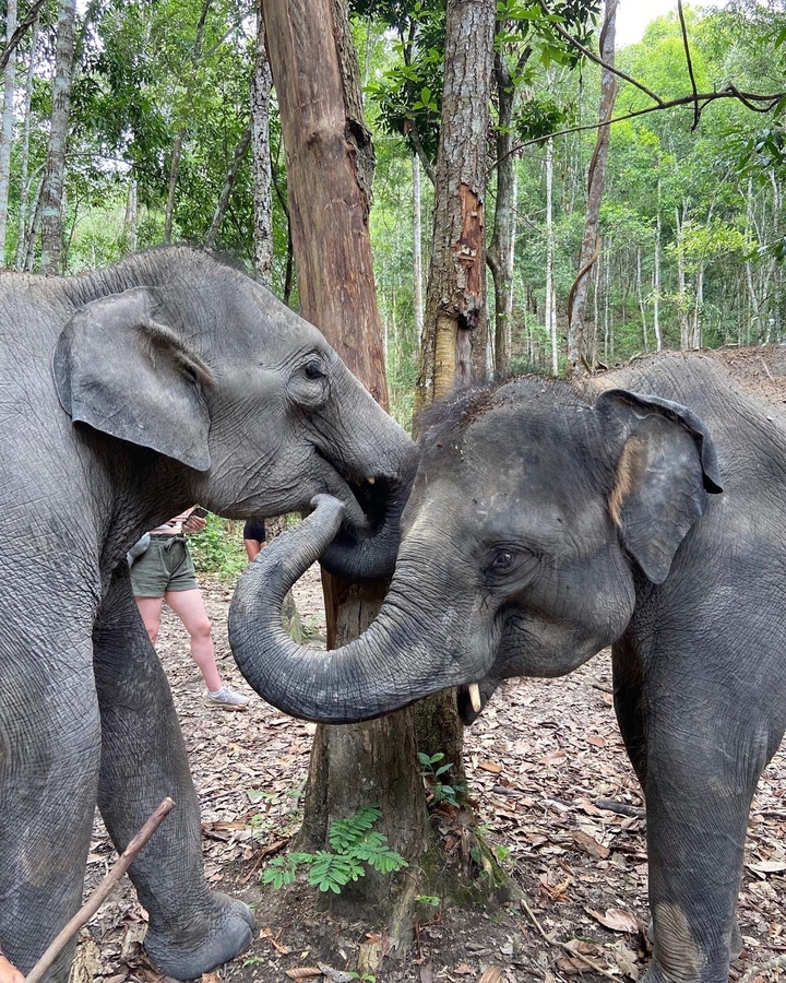 Dos elefantes interactuando juguetonamente en un bosque.
