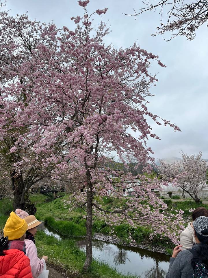 Cerisiers en fleurs avec des gens qui admirent le paysage.