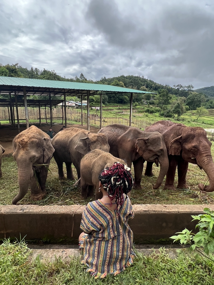 Un groupe d'éléphants et de personnes dans un camp d'éléphants.