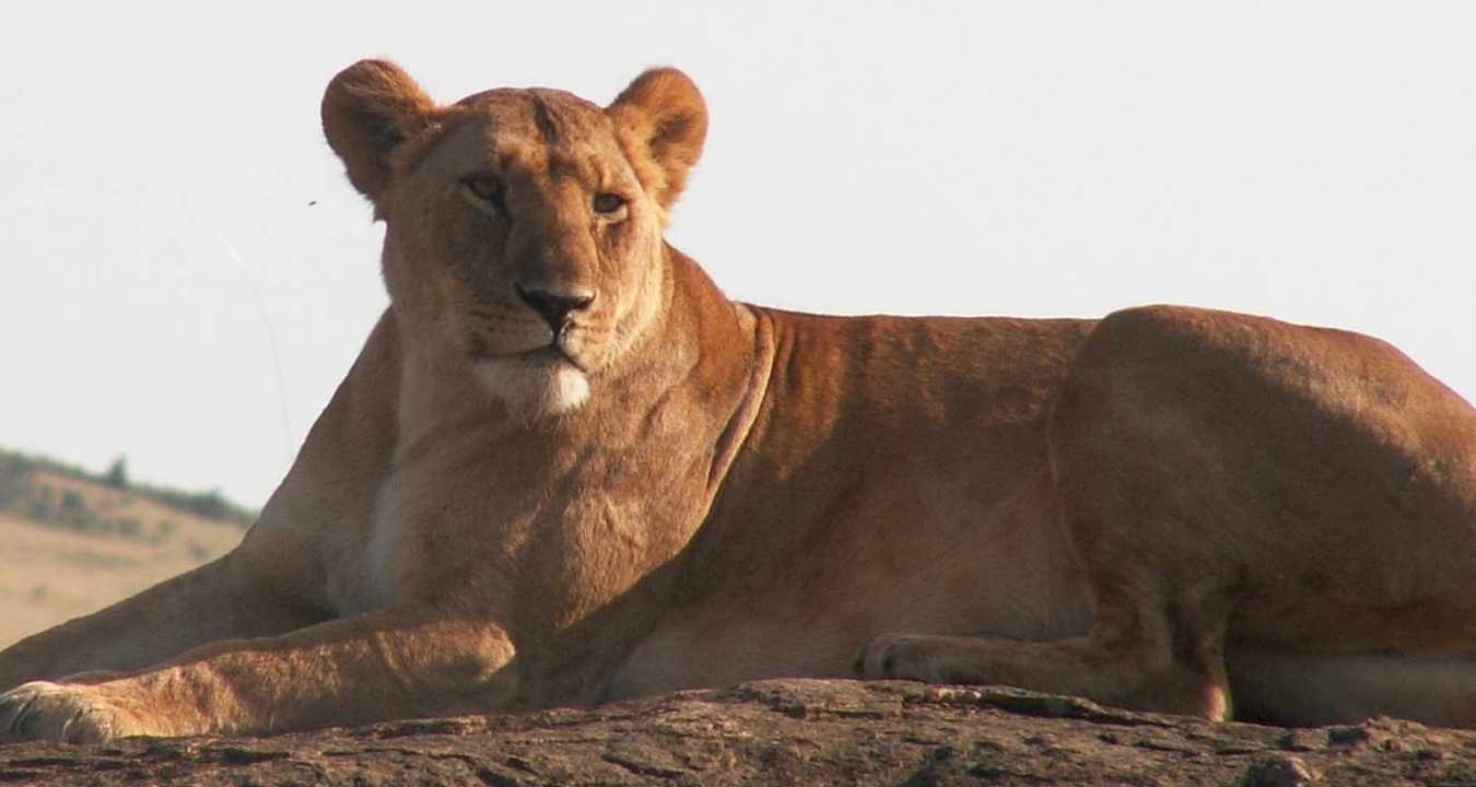 Un lion couché sur un rocher sous une vive lumière du jour.