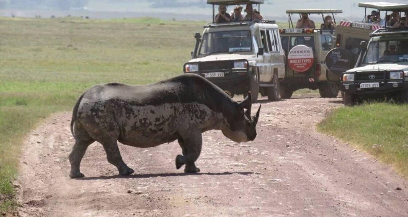 Rhinocéros traversant une route de terre avec des véhicules de safari en arrière-plan