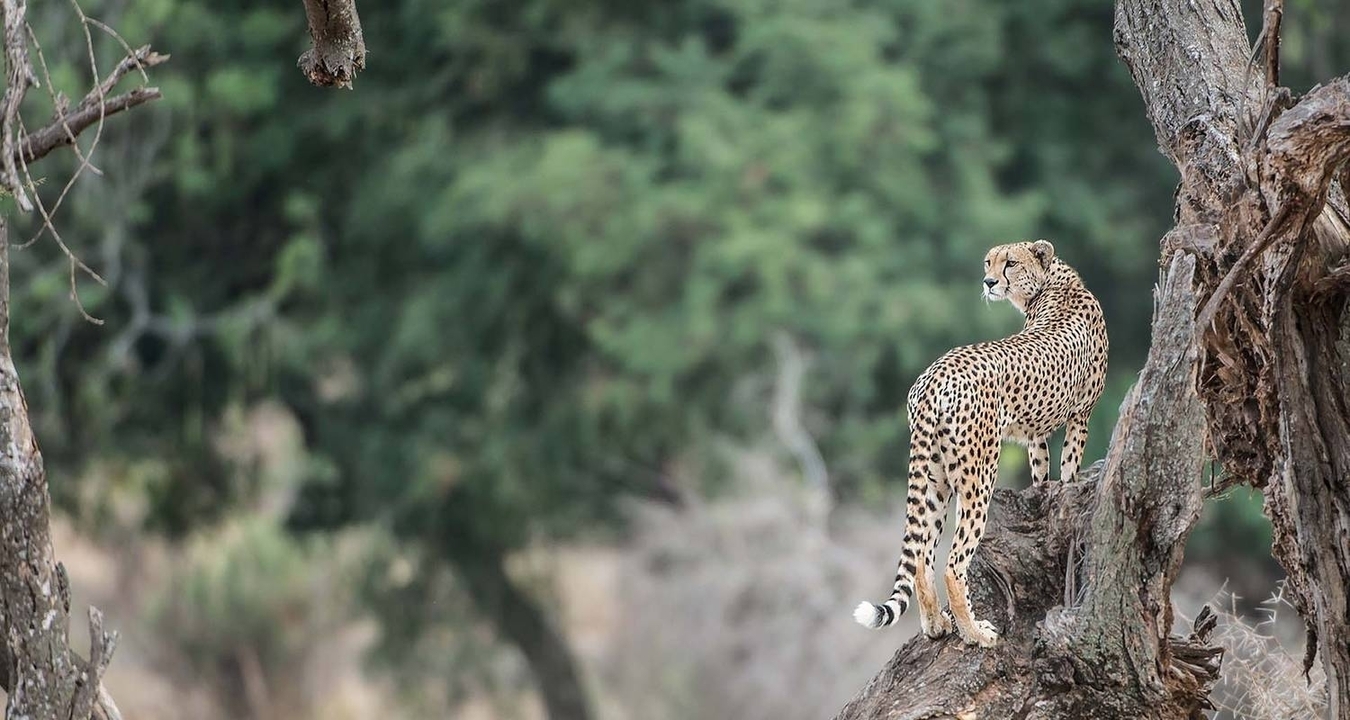 Guépard debout sur une branche d'arbre sur un fond boisé.