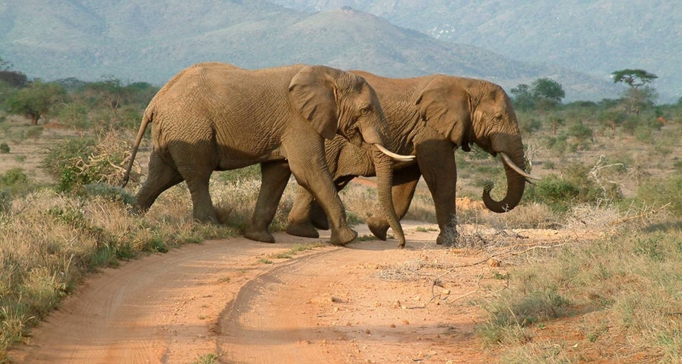 Deux éléphants traversant un chemin de terre dans un paysage de savane.
