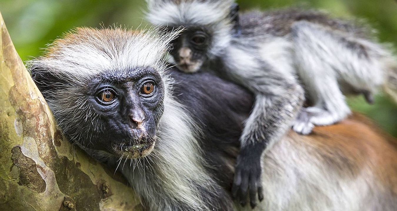 Singes colobes, adulte avec bébé, dans un environnement naturel.