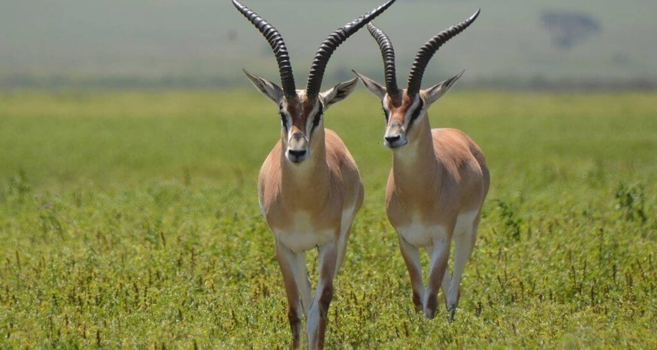 Deux antilopes dans un paysage de savane verte.