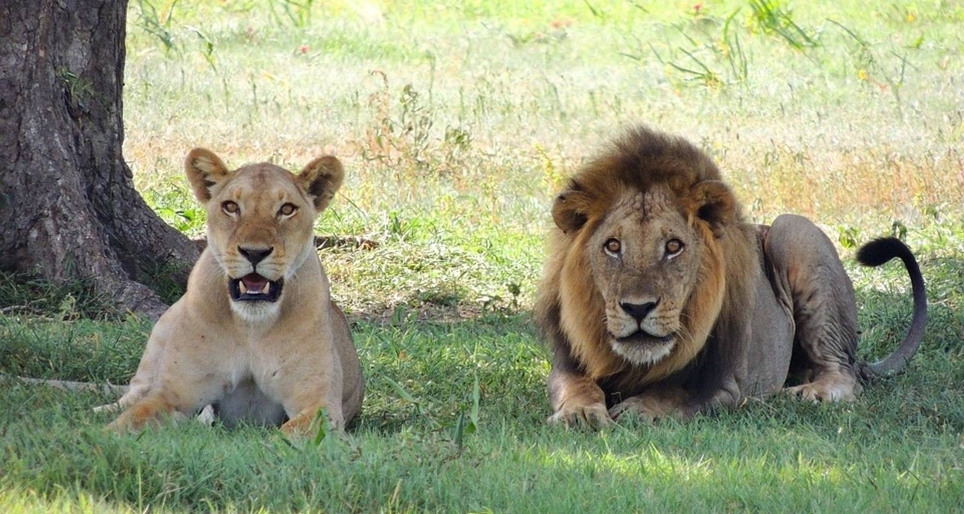 Des lions se reposant sous un arbre dans une prairie.