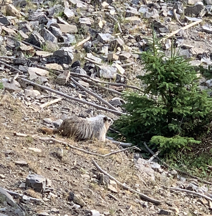 Une marmotte sur un terrain rocheux près d'un pin.