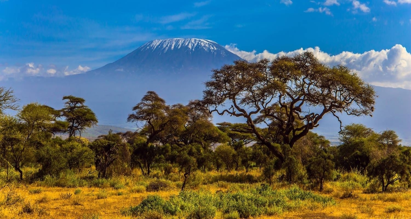 Paysage avec des acacias et le mont Kilimandjaro en arrière-plan.