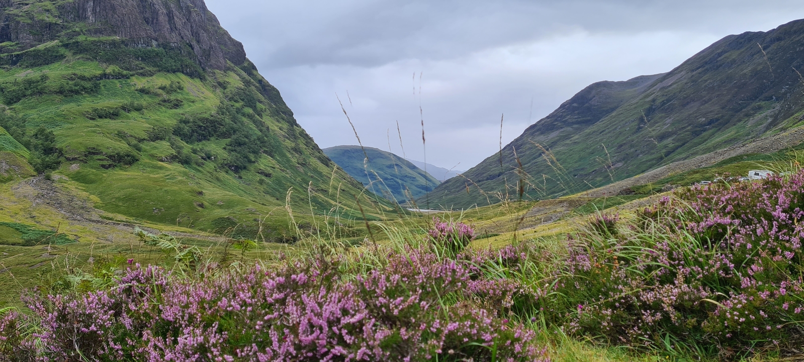 Une vue d'une vallée avec des fleurs sauvages au premier plan.