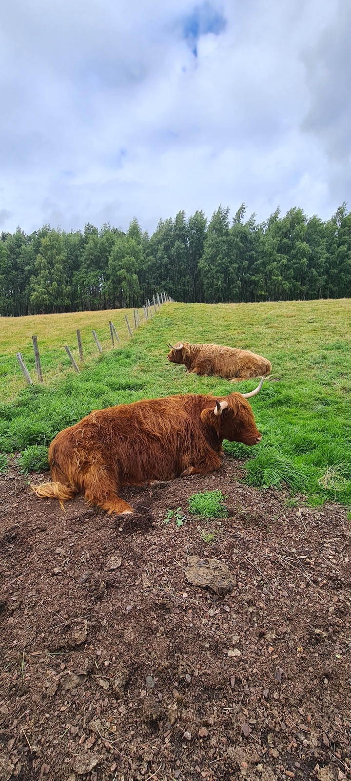 Vaches Highland se reposant dans un champ herbeux.