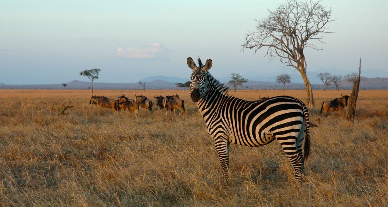 Un zèbre dans un paysage de savane avec des gnous en arrière-plan.