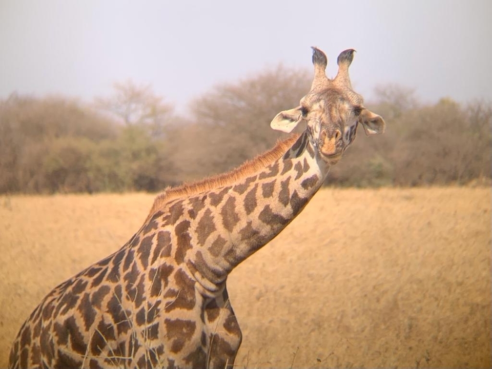 Girafe dans une plaine herbeuse avec des arbres en arrière-plan.
