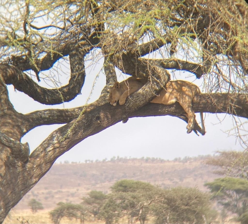 Lion couché sur une branche d'arbre dans la savane.