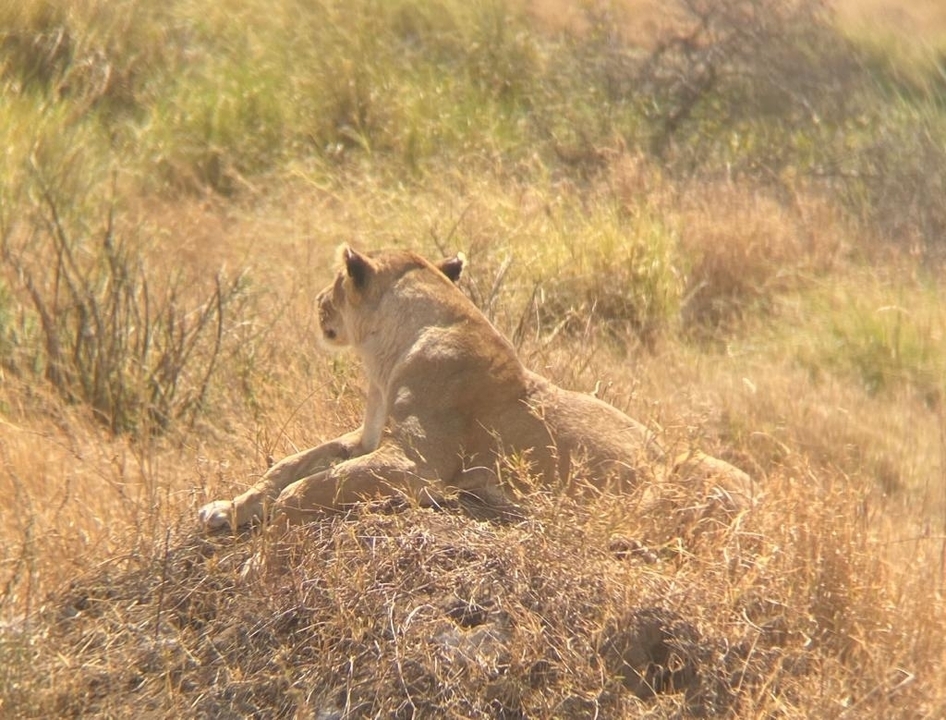 Lion se reposant dans les hautes herbes dans un paysage de safari.