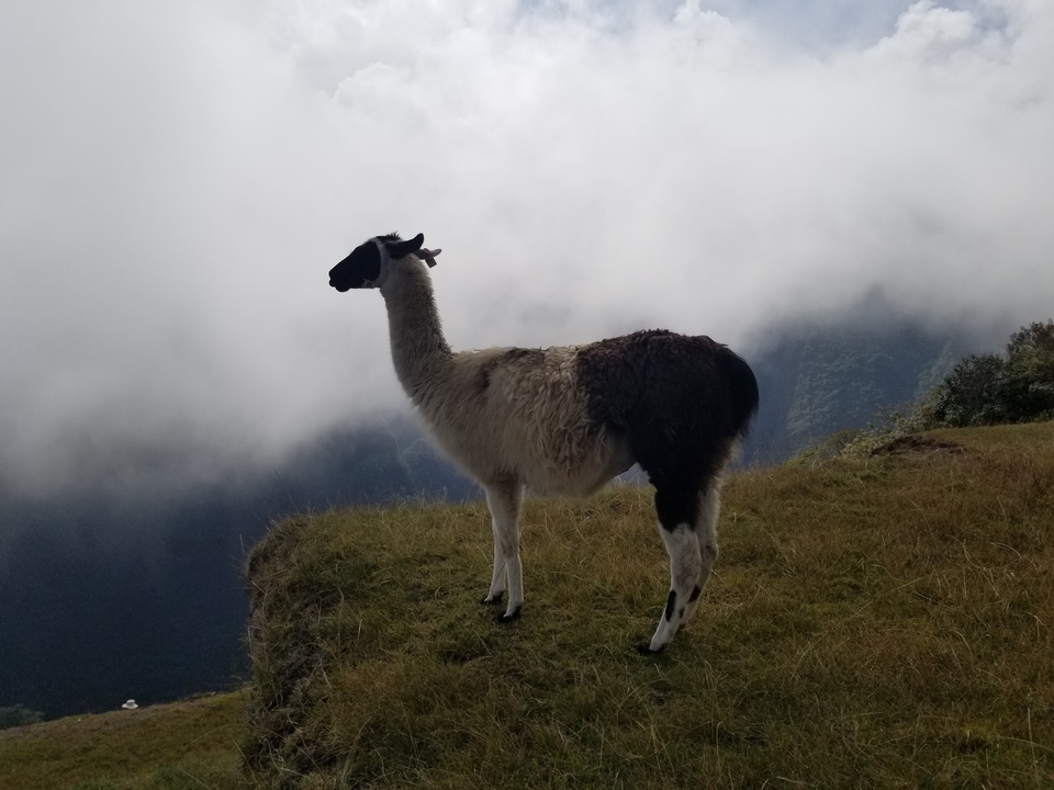 Silhouette d'un lama debout sur une crête contre un arrière-plan nuageux.
