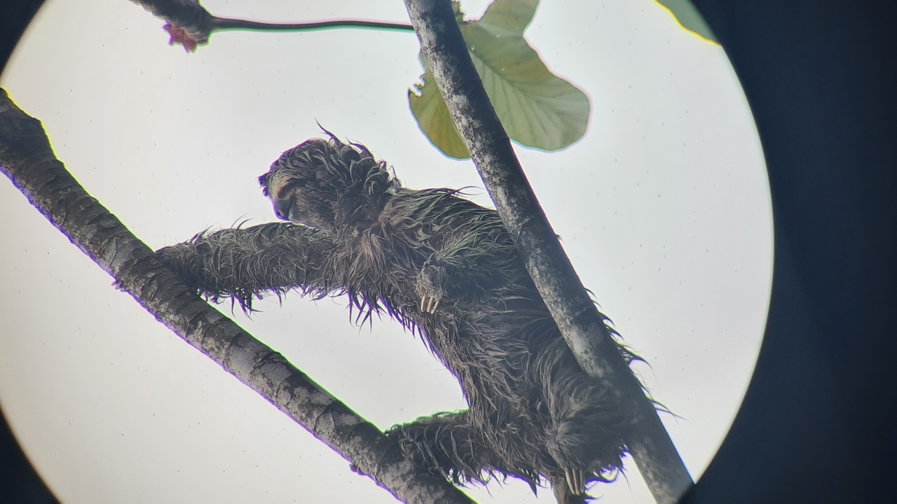 Sloth climbing a tree branch viewed through binoculars.