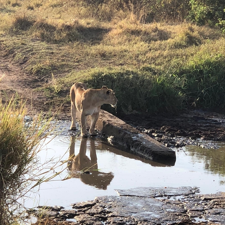 Lioness drinking water at the edge of a natural pool.