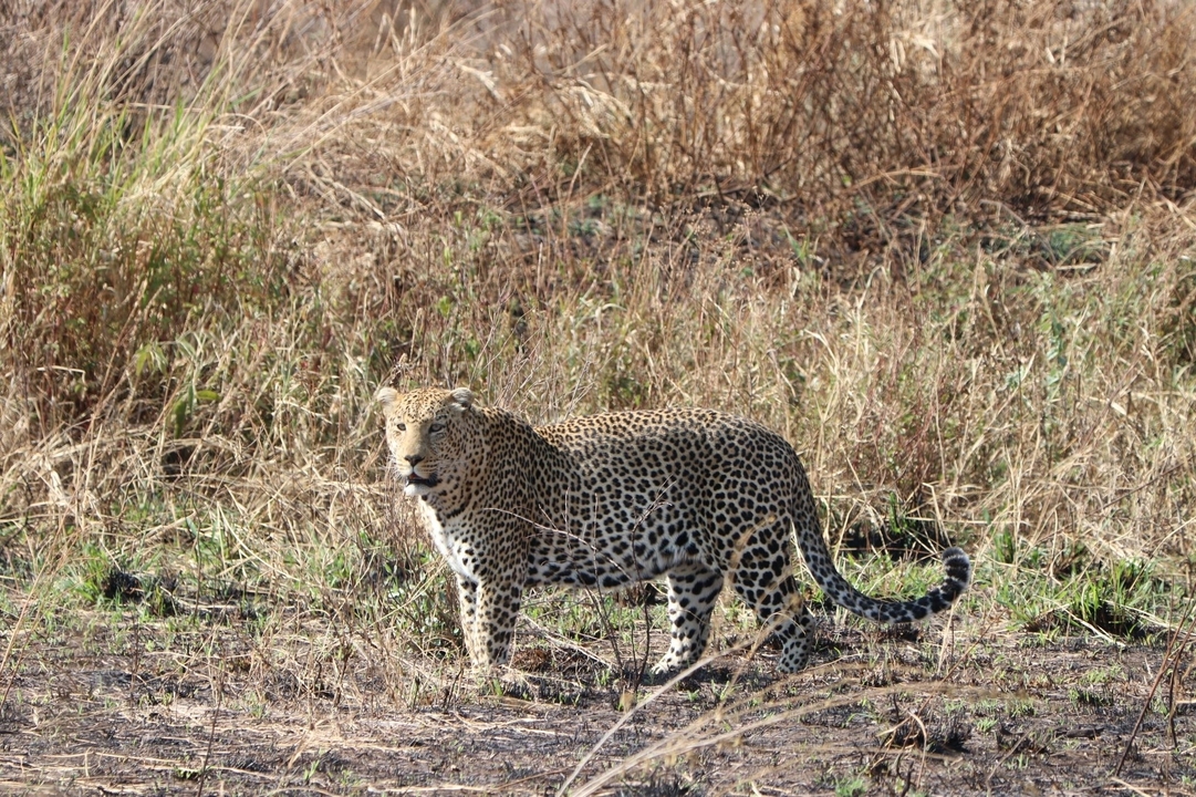 Snow-covered landscape at sunrise with a clear view of the sun.