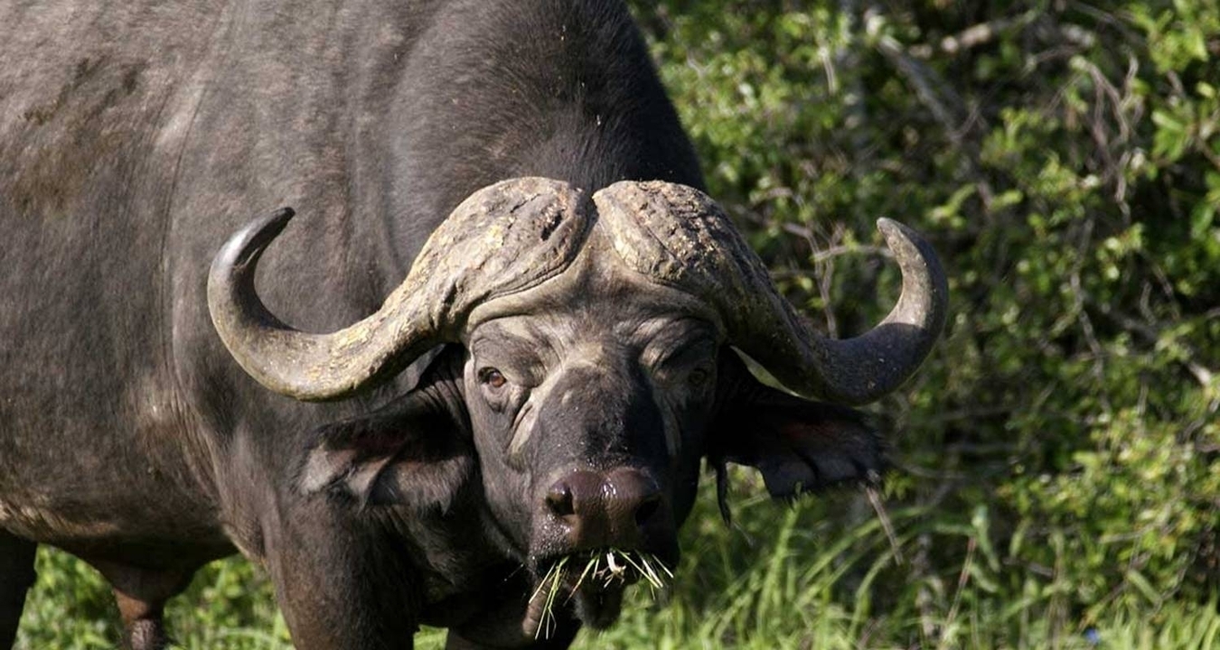 Gros plan d'un buffle avec de grandes cornes dans une zone herbeuse.