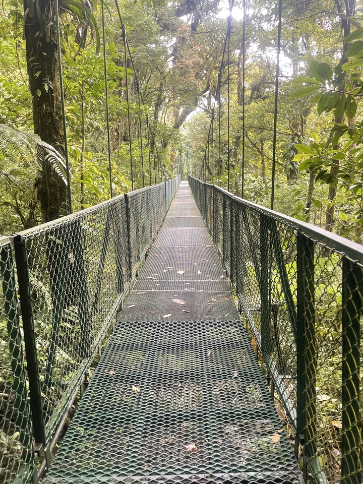 Pont suspendu long à travers une forêt dense.