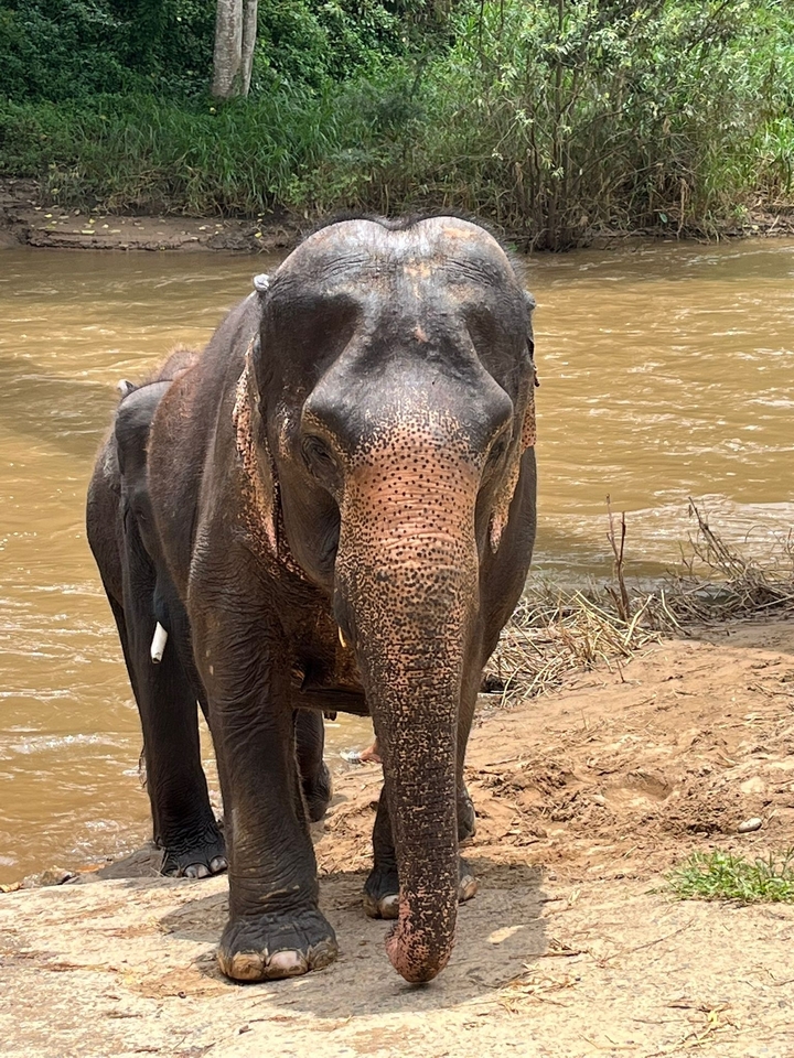 Éléphant debout près d'un point d'eau.