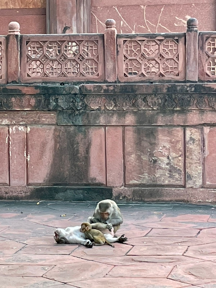Gros plan d'un mur de pierre sculptée.