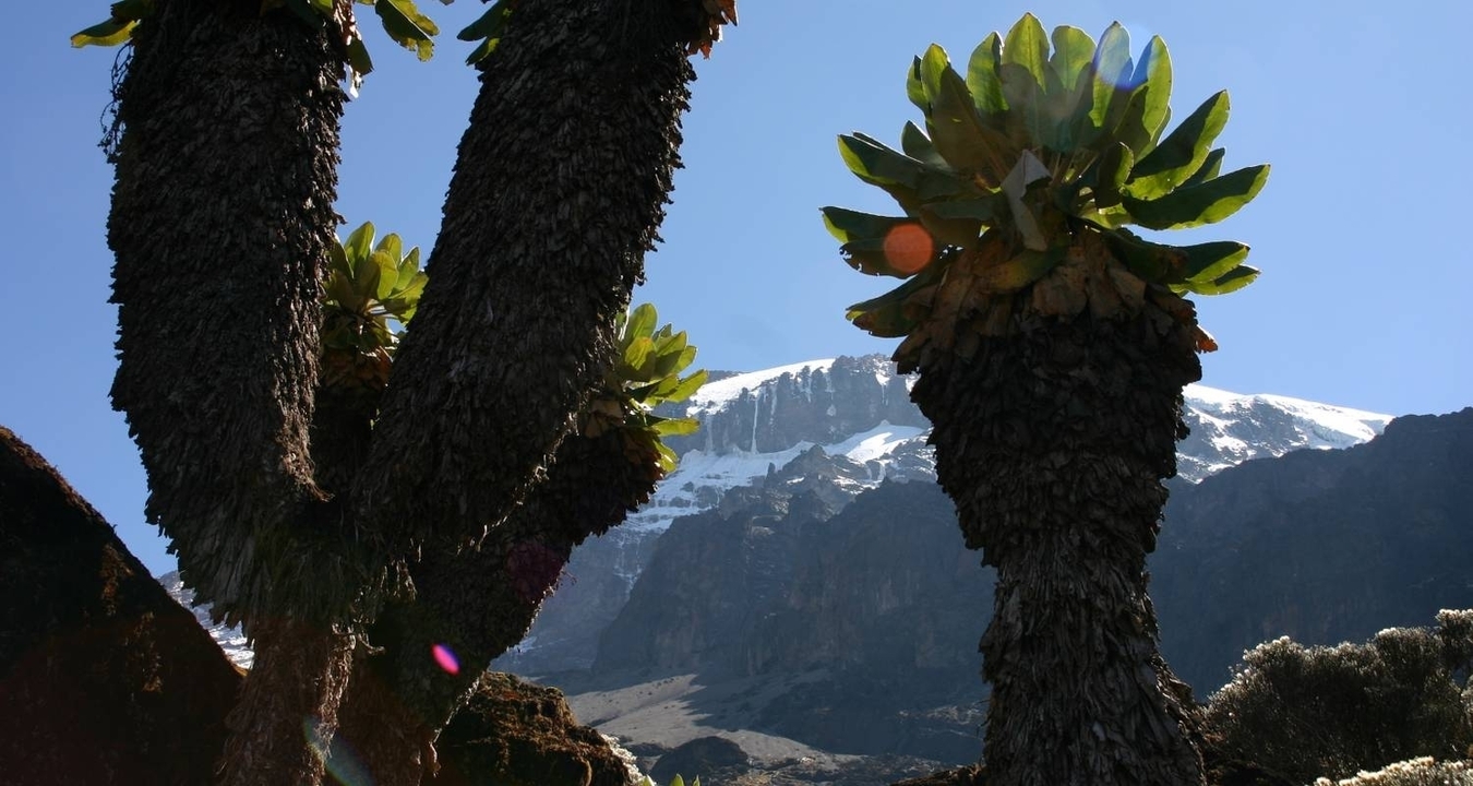 Des plantes uniques et une montagne enneigée en arrière-plan.