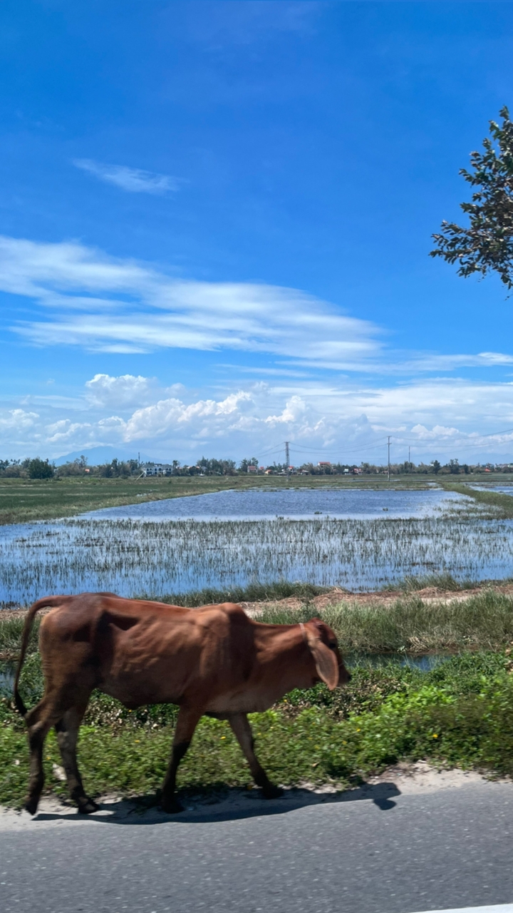 Vaste paysage ouvert avec des champs inondés sous un ciel bleu clair.